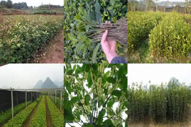 桂花木化石 价格行情1683595248757