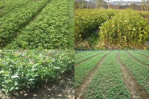 桂花木化石 价格行情1683595248805