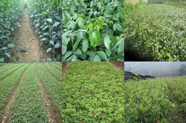 桂花木化石 价格行情1683595248853