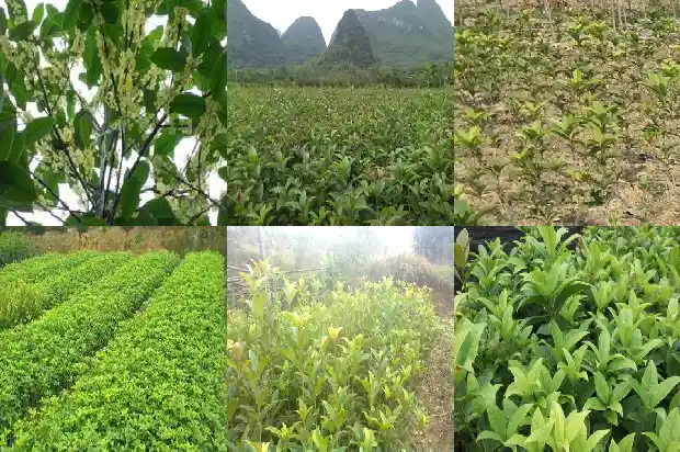 桂花木头有香味吗有毒吗1683595256498