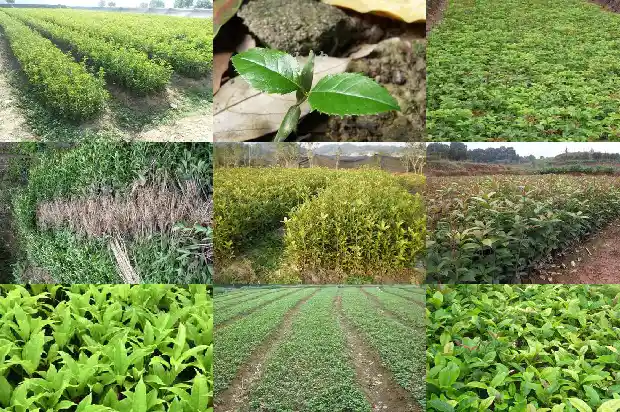 桂花木头有香味吗能吃吗1683595266051