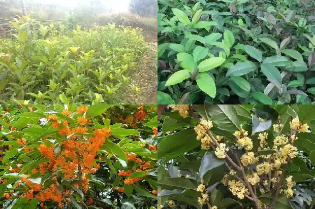 桂花木头有香味吗能吃吗1683595266098