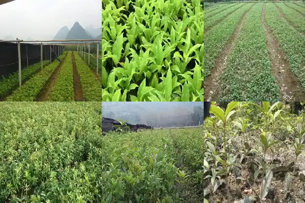 桂花木头有香味吗怎么去除1683595273651