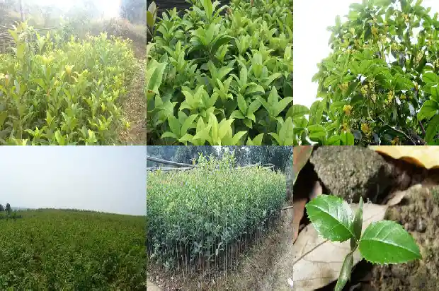 桂花盆景养护与管理1690850231097