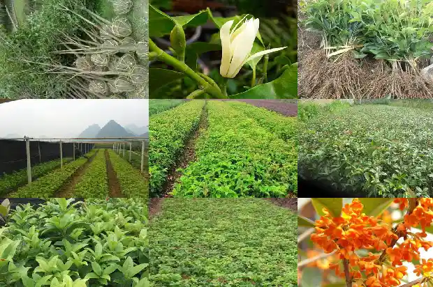 桂花树一般多少年开花1690418385519