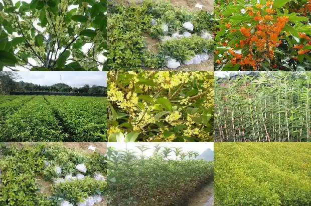 哪里可以买到桂花树苗子1683595312894