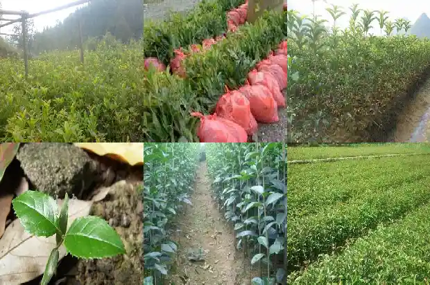 哪里可以买到桂花树苗子1683595312941
