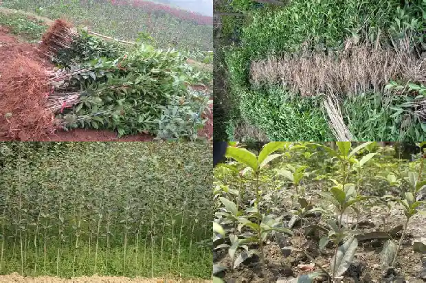 哪里可以买到桂花树苗子1683595313032