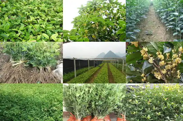 新买来的桂花苗怎么样种好1683595320617