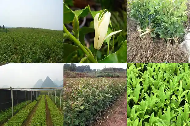 新买来的桂花苗怎么样种好1683595320664
