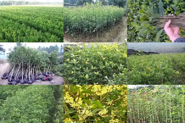桂花树什么地方最多呢1683595332551