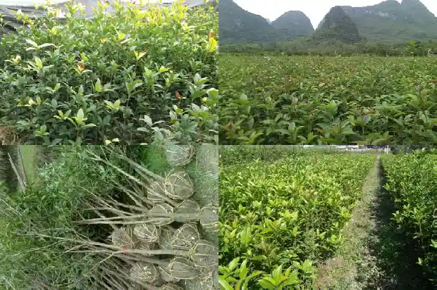 桂花树什么地方最多呢1683595332647