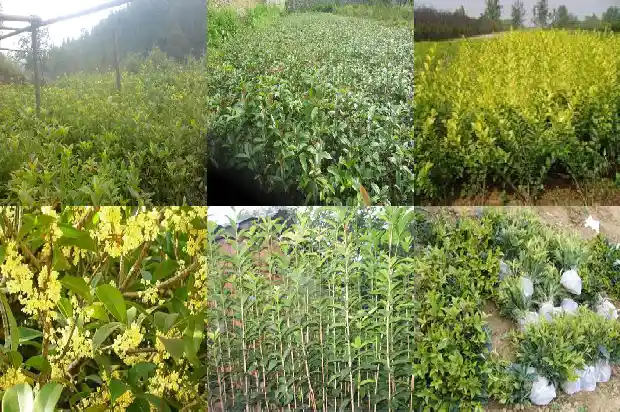 桂花树的种类和价格表1689640190960