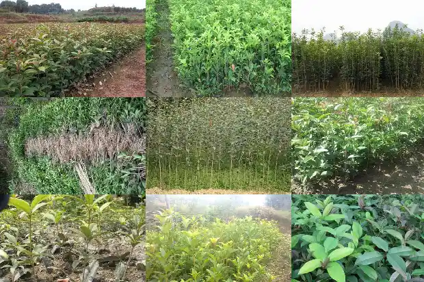小的桂花树多少钱一盆啊1683595344551