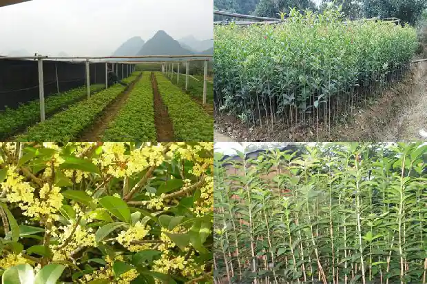 小的桂花树多少钱一盆啊1683595344599