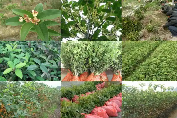 桂花树能卖吗多少钱一棵呢1683595372169