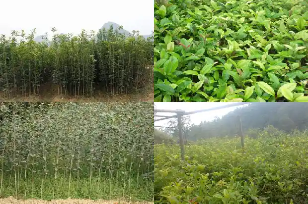 桂花树能卖吗多少钱一棵呢1683595372217