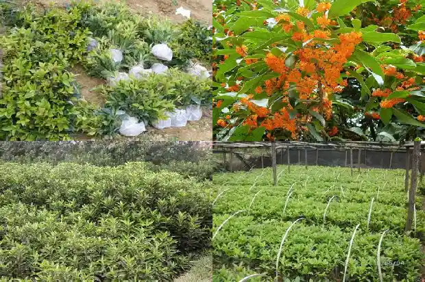 红叶石楠和桂花树的区别1688434794867