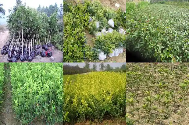 桂花树的售价是多少元一棵呢1683595401873