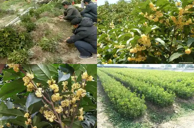 桂花树的售价是多少元一棵呢1683595401921