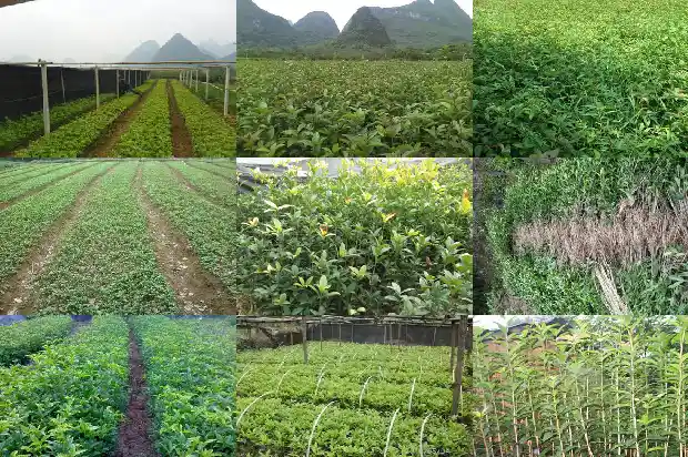 桂花树枝干发白怎么用药才能治好1688349395559