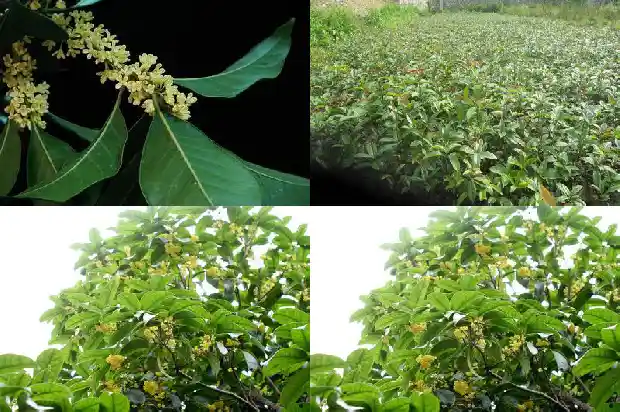 桂花树拆迁赔偿标准1690418418247