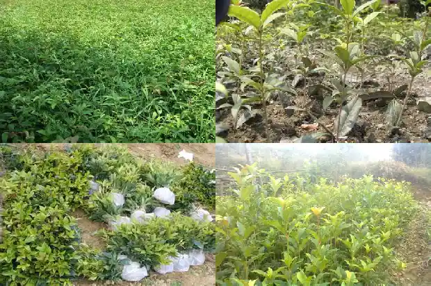 桂花树苗的价钱是多少一棵1689985125937
