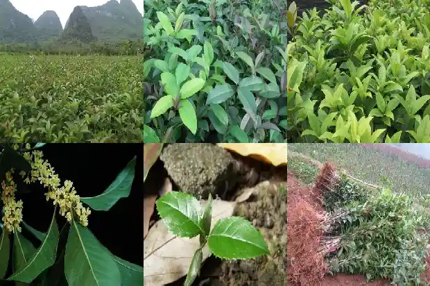 桂花和桂圆可以一起泡水喝吗孕妇1689121663146