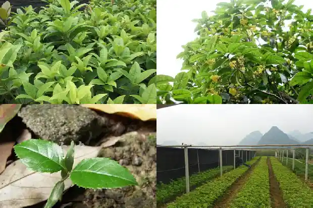 桂花树是嫁接的好还是不嫁接的好1690417896949