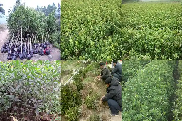 潢川桂花岭园艺场电话1690158772006