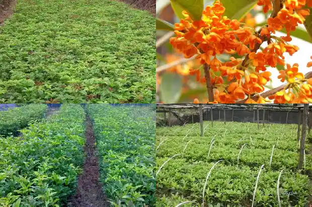 桂花对脾虚有好处吗1689035648507