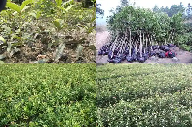 桂花树木材的优缺点1690418128973