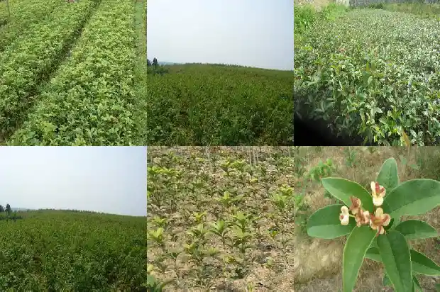 哪里批发桂花树苗便宜些1683595546789