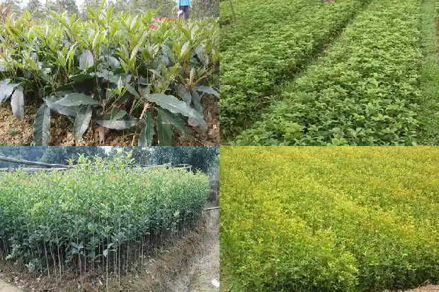 哪里批发桂花树苗最便宜又好1683595558963