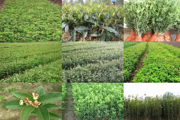 哪里批发桂花树苗最便宜又好1683595559010