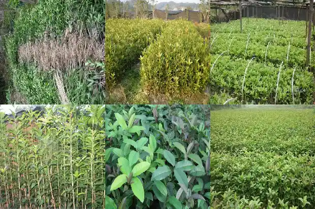 桂花树要多少钱一盆好看的1683595588300