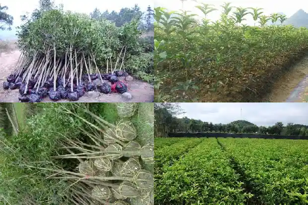 桂花树要多少钱一盆好看的1683595588442