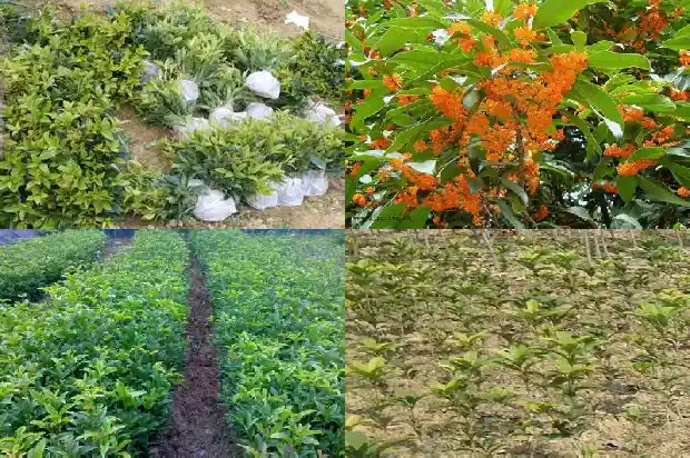 适合桂花生长的土壤是1688607412151