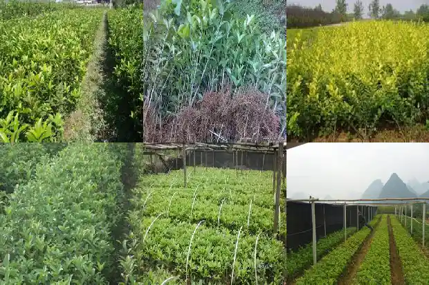 桂花树要种多久才开花呀1683595596410