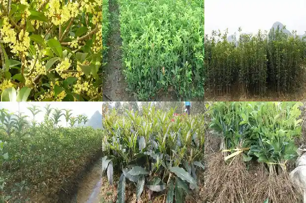 桂花树开花多久会谢1683595607815