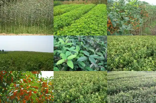 桂花树开花多久会谢1683595607863