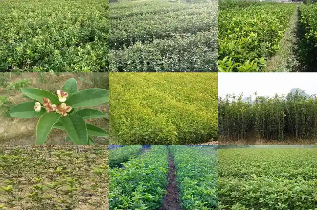 桂花树多少钱一棵2公分的树1689898990180