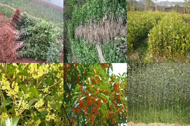 十五公分桂花树正常高度冠幅1690418083352