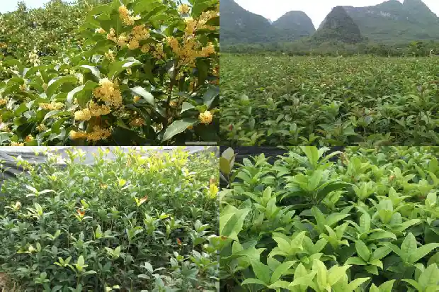 桂花能做什么用处和功效1689381359805