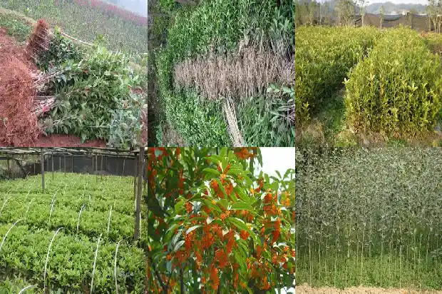 桂花树多久可以开花一次1683595637509