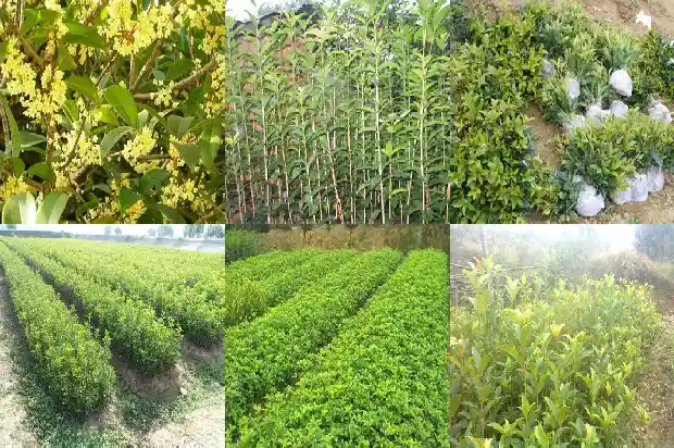 桂花树多久开一次花1683595649352