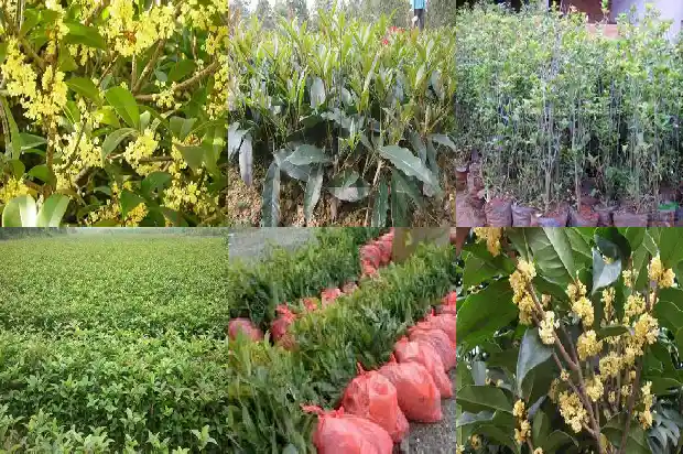 桂花树多久开一次花1683595649447