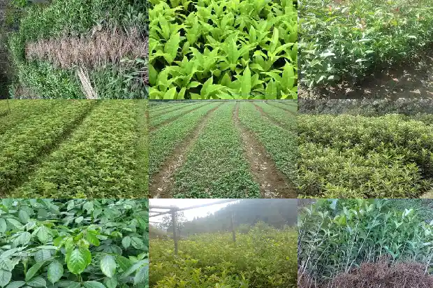 第一年栽的桂花树开花吗1683595664442