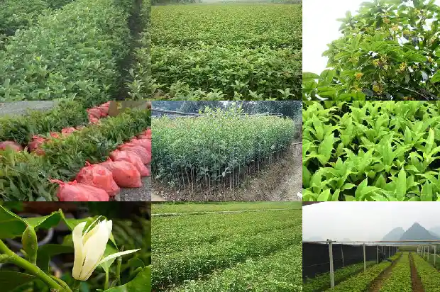桂花树多少年才开花呢1683595686391