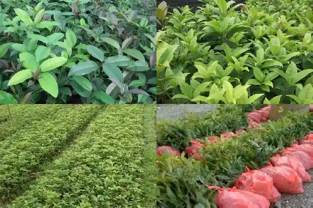 带果实的桂花树开花时间1688430286931